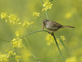 Rufous-crowned Sparrow, with morsel