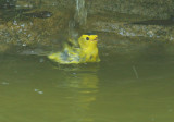 Wilsons Warbler, bathing
