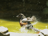 Spotted Towhee, bathing