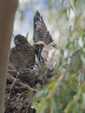 Red-shouldered Hawks, three nestlings, one flapping, 5/25