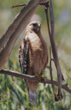Red-shouldered Hawk, adult near nest, 5/31