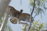 Red-shouldered Hawk, branchling, 6/2