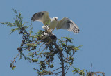 White-tailed Kites, copulating