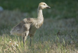 Canada Goose, gosling