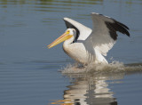 American White Pelican, landing