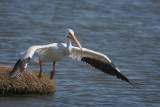 American White Pelican