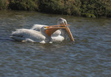 American White Pelicans, pair