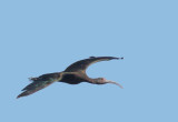 White-faced Ibis