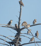 European Starlings, juveniles molting
