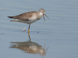 Lesser Yellowlegs, tongue visible