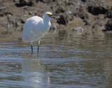 Snowy Egret, with fish