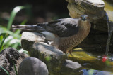 Coopers Hawk