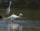 Snowy Egrets, pair foraging