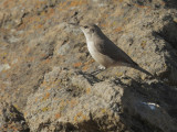 Rock Wren