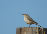 Rock Wren