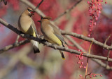 Cedar Waxwings, pair