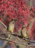 Cedar Waxwings, pair