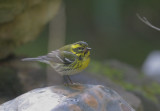 Townsends Warbler, female
