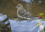 Pine Siskin