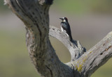 Acorn Woodpecker, female, 05-Jan-2020 