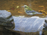 Townsend's Warbler, female, 11-Jan-2020