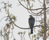 Cooper's Hawk, 31-Jan-2020