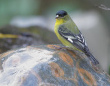 Lesser Goldfinch, male, 25-Jan-2020