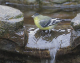 Lesser Goldfinch, male, 25-Jan-2020