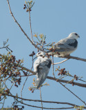 White-tailed Kites, pair, 31-Jan-2020