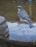 Yellow-rumped Warbler, Audubons, 04-Feb-2020