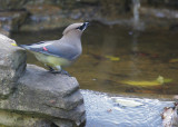 Cedar Waxwing