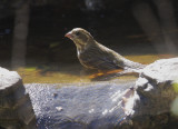 Purple Finch, female or immature