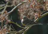 Yellow-rumped Warbler, Myrtle