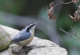 Red-breasted Nuthatch