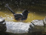 Spotted Towhee, male