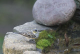 Yellow-rumped Warbler, Audubons