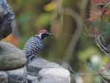 Nuttall's Woodpecker, male