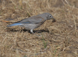 Western Bluebird, juvenile