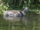 Canada Goose, gosling