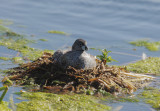 Pied-billed Grebe, nesting