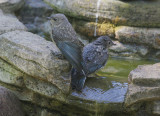 Western Bluebirds, juveniles