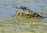 Pied-billed Grebe, on nest