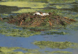 Pied-billed Grebe, nest, five eggs