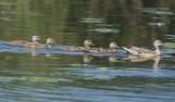 Gadwall, female, with 4 chicks