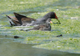 Common Gallinules, adult with chick