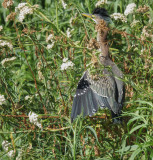 Green Heron, juvenile