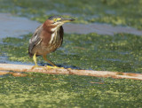 Green Heron, adult or second year