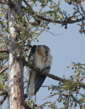 White-tailed Kite, juvenile (mystery?)