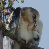 White-tailed Kites