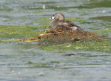 Pied-billed Grebe, on nest